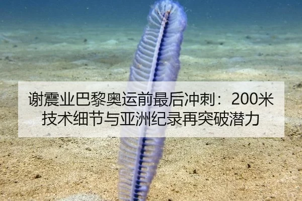 谢震业巴黎奥运前最后冲刺：200米技术细节与亚洲纪录再突破潜力